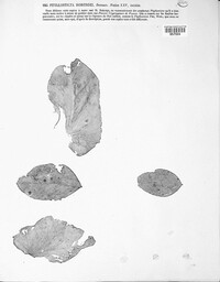 Phyllosticta robergei image